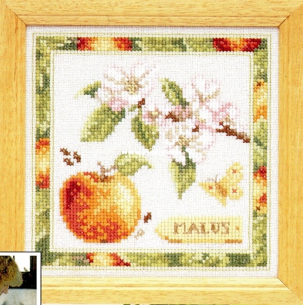 Ã©tude botanique de la pomme-image cadrÃ©e.jpg
