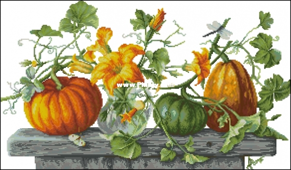 B2303 - Pumpkins - Anchor.jpg