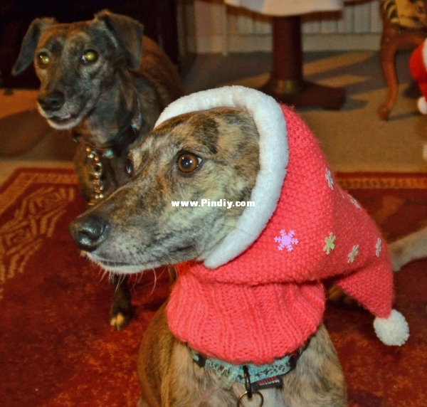 DSC_3329 copie--.jpg