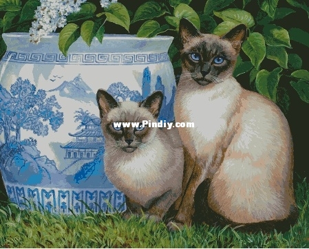 Котики.jpg