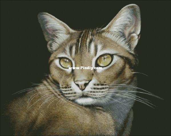 Дикий кот.jpg