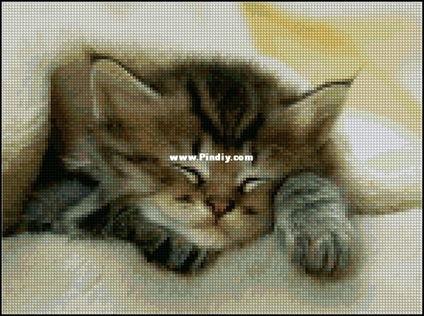 Kitty.jpg
