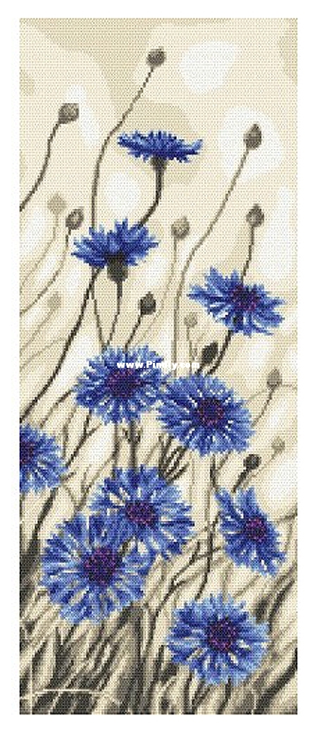 Cornflowers in the wind - 8617.jpg