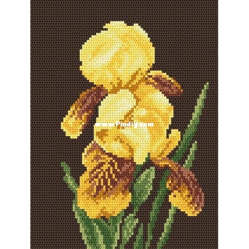 862 - Yellow Iris.jpg