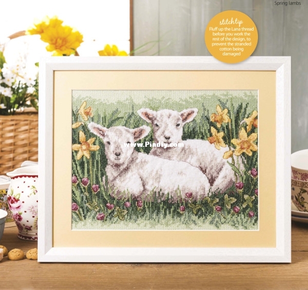 Spring Lambs.jpg