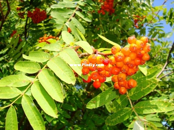 y_cc085801.jpg