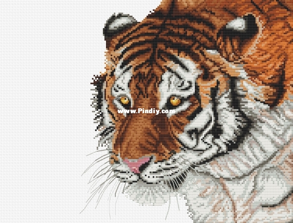 Tiger.jpg