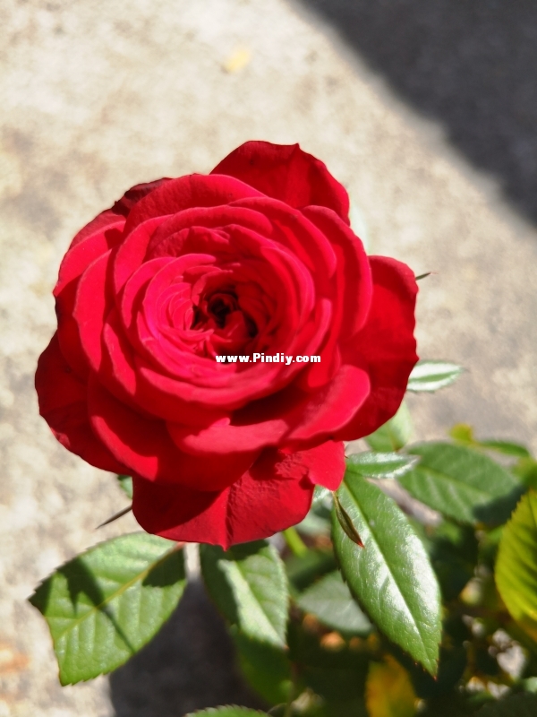 Birthday Mini Rose 