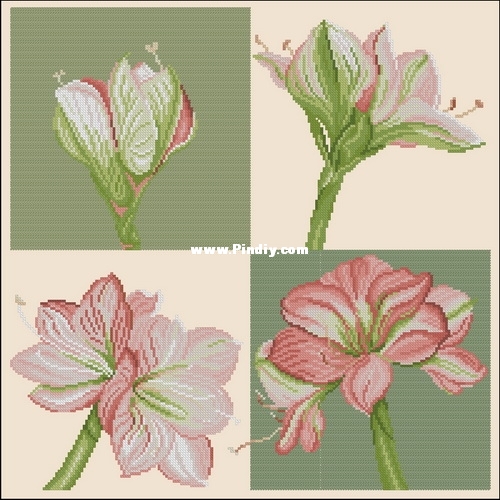 DMC BK609 Amaryllis PM.jpg