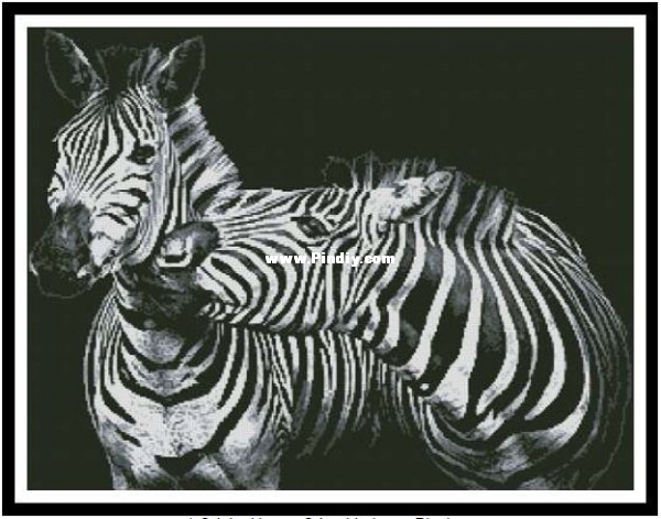 Zebras - Black and White