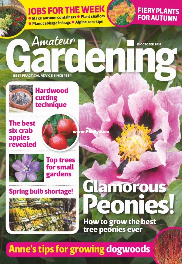 Amateur Gardening - 23 October 2018.jpg