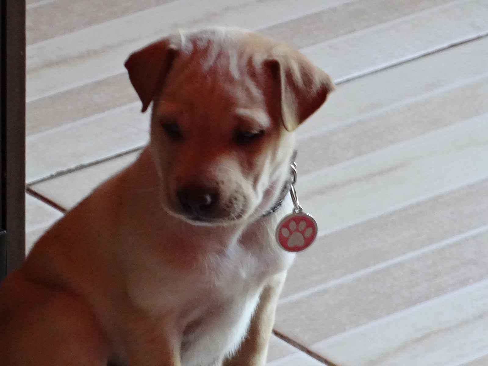 Luna baby
