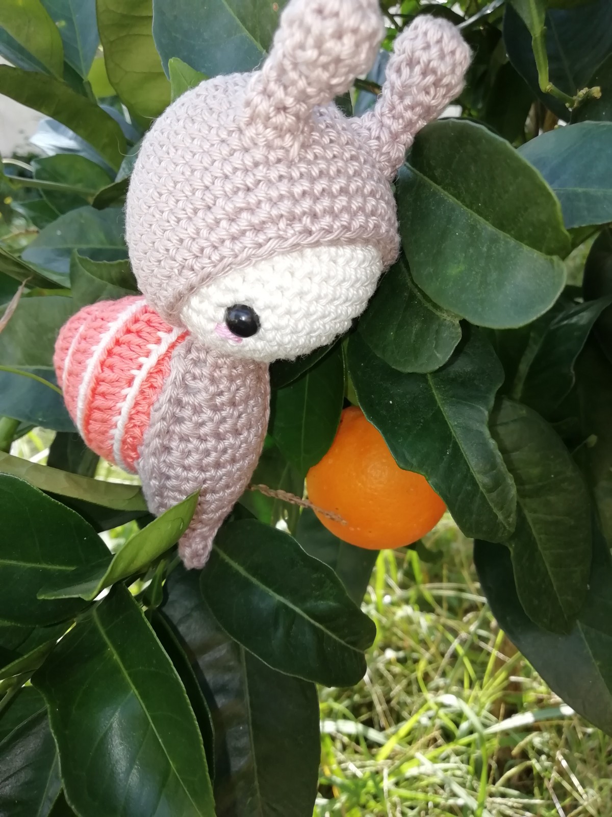caracol lalylala