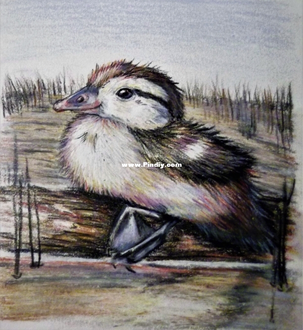 baby duck