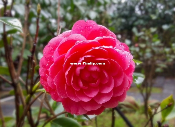 camellia.jpg