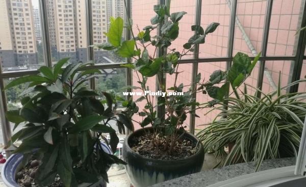 Windowsill2.jpg