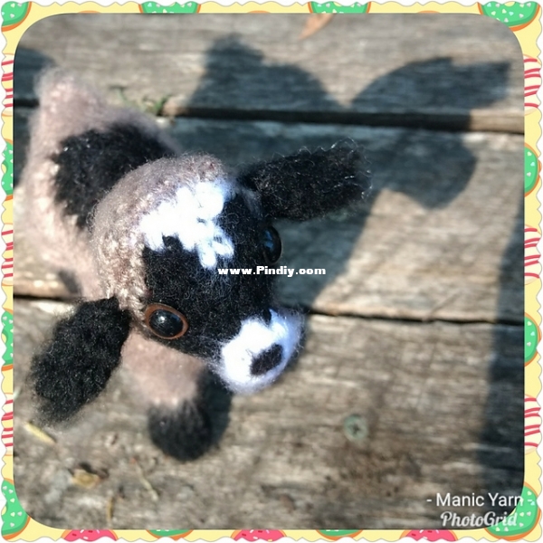Gidget The Pygmy Goat