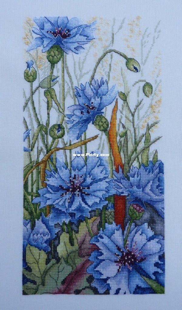 Cornflowers.jpg