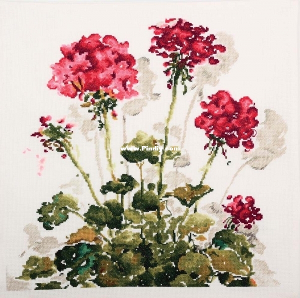 RTO CU048 OK Red Crane&#039;s-Bill.jpg