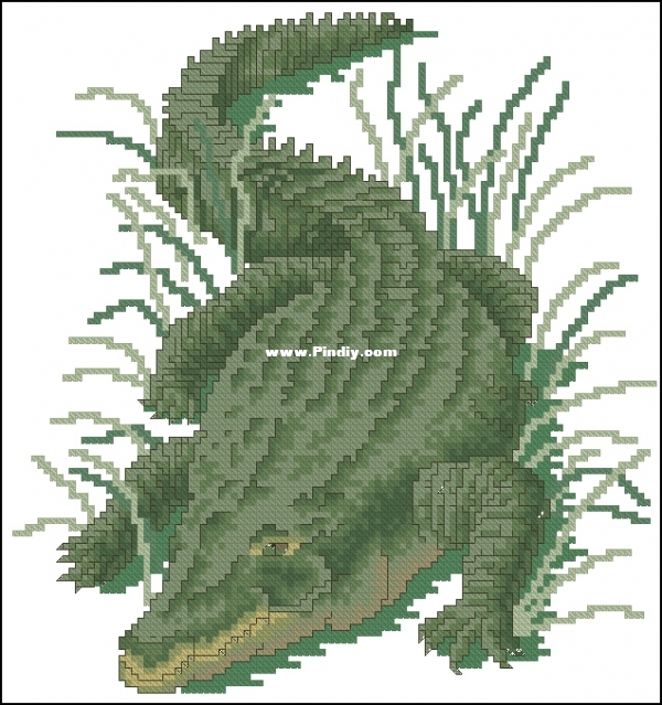 SC B241 Reptiles and Amphibians  - Alligator.jpg