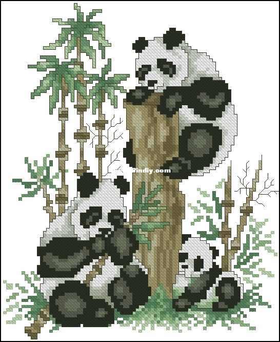 SC 022 - Wild and Free - Pandas.jpg