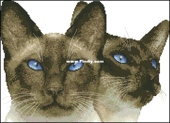 Cross_My_Heart_CSB-245_Siamese.jpg