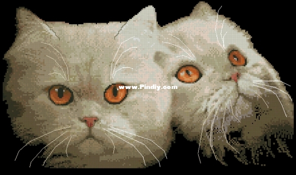 Cross my heart_Persian Cat.jpg