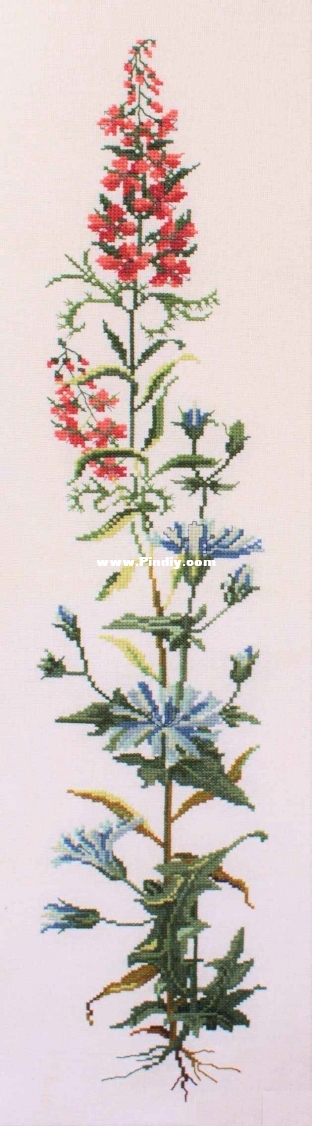 ER 13-296 OK Willow Herb and Chicory.jpg