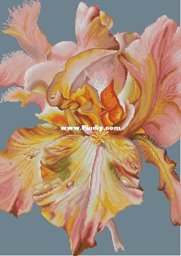 Anna Kuznetsova OK Iris Pink XXX.JPG