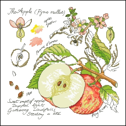 Botany Series -  by Alla Erokhova - Manzana.jpg