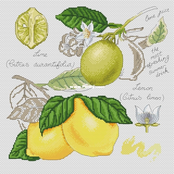 Lemon (2).jpg