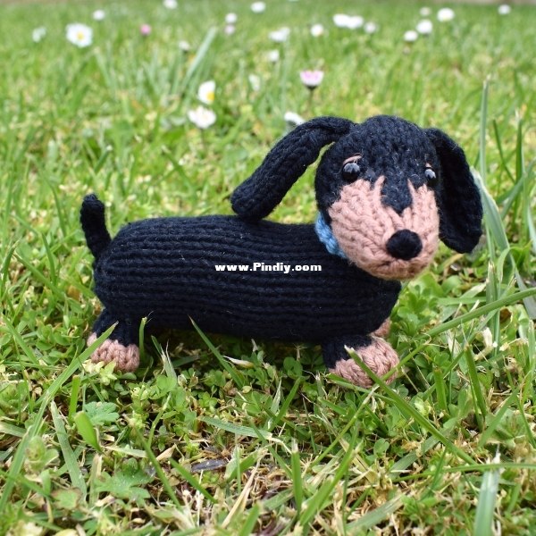 Dachshund_DSC_0013__2_.jpeg