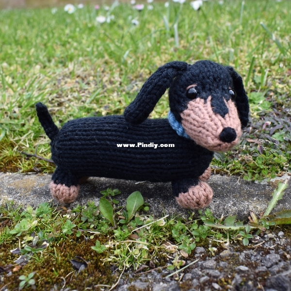 Dachshund_DSC_0029.jpeg