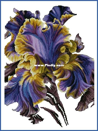 Night_Tango_Iris_Anna_Kuznetsova.jpg