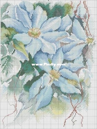 Голубые звезды клематиса РТО.jpg