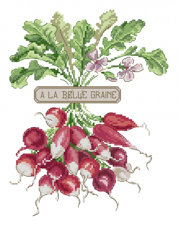 Mon Jardin Potager 2018 - Mango OK Fan de Radis XXX.JPG