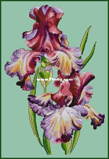 Iris-Moulin-Rouge-by-Anna-K.jpg