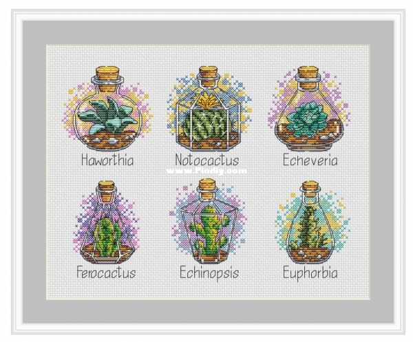 6 cactuses.jpg