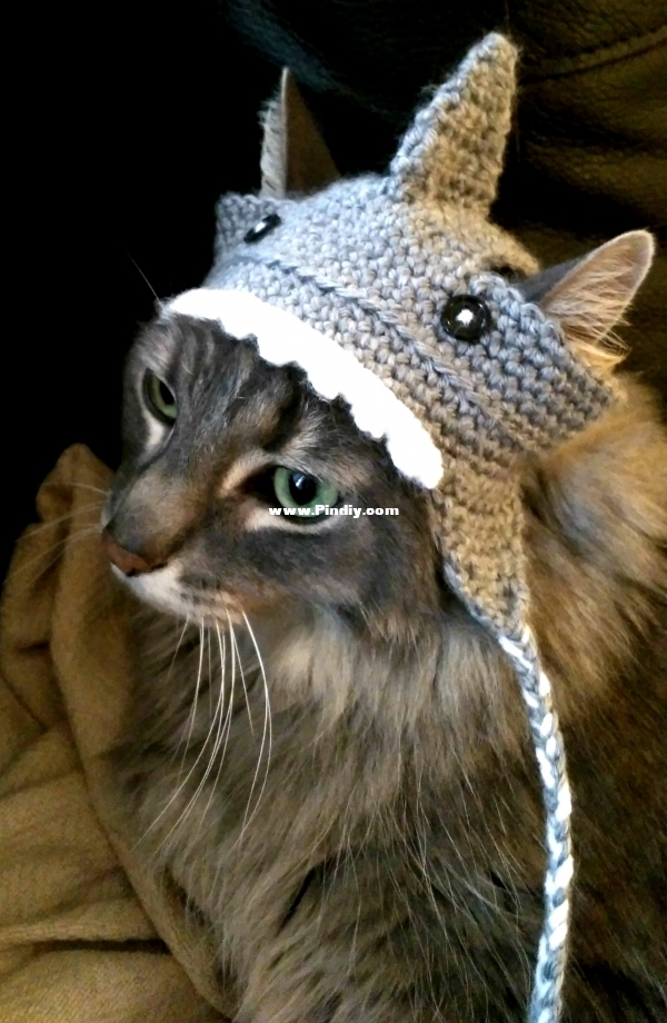 SharkCatHat1.jpg