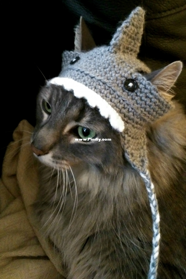 SharkCatHat3.jpg