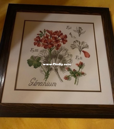 Geranium