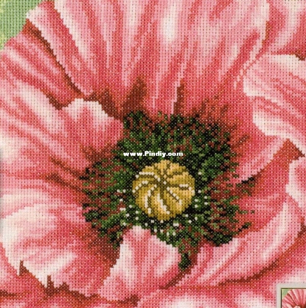 LA 35022 OK Pink Poppy Close up.jpg