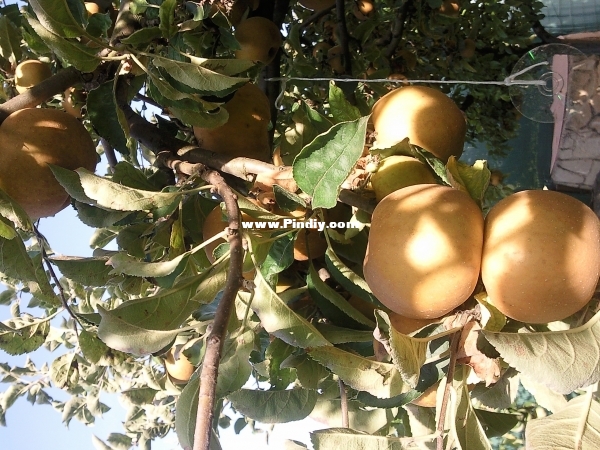 Apples