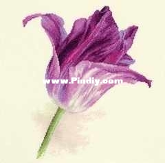 Alisa 2-44 OK Tulips Lilac Velvet Gamma.jpg