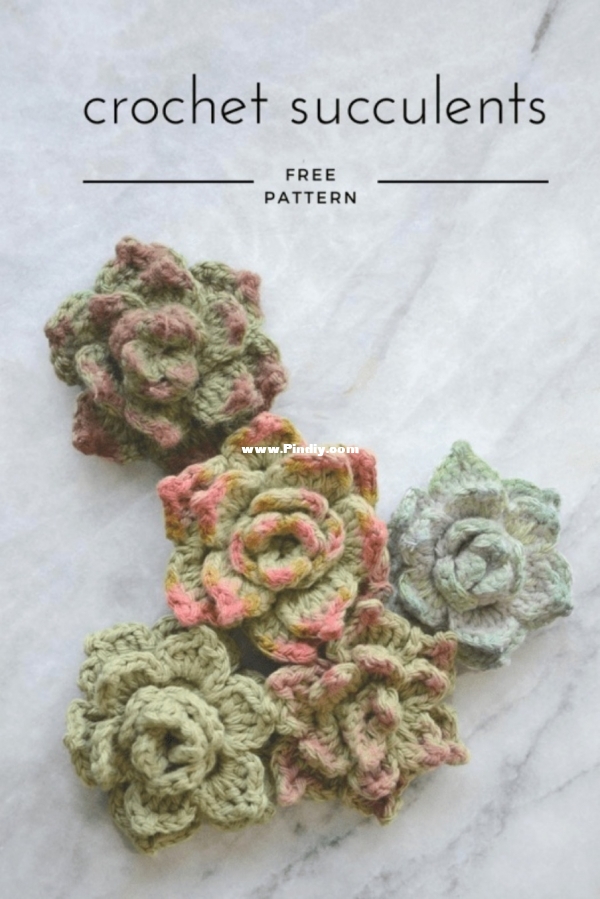 succulents.jpg
