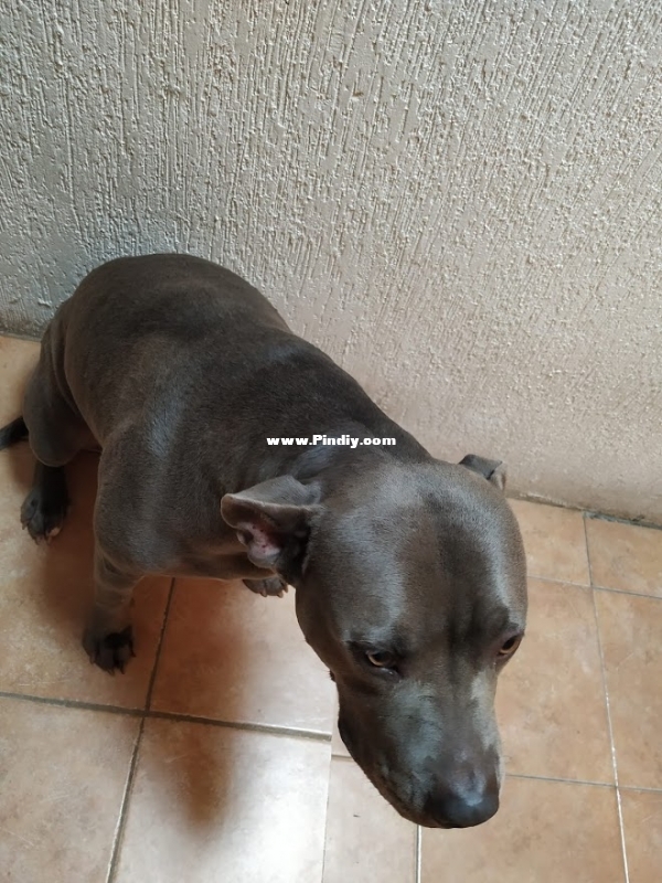Pitbull