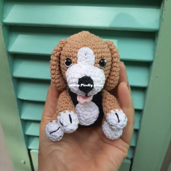 Beagle pupila clau.jpg