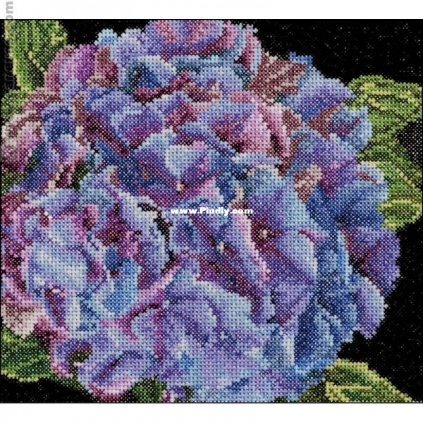 TG 0497 OK Hydrangea.jpg