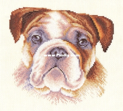 Panna J 1056 OK English Bulldog.jpg