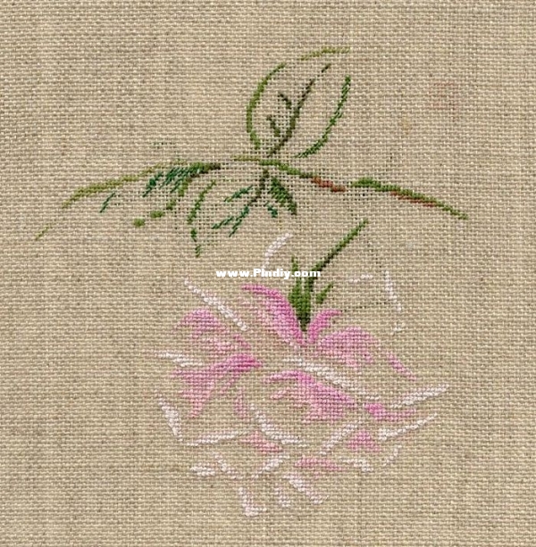MTSA - Rose Mme Caroline Testout.jpg